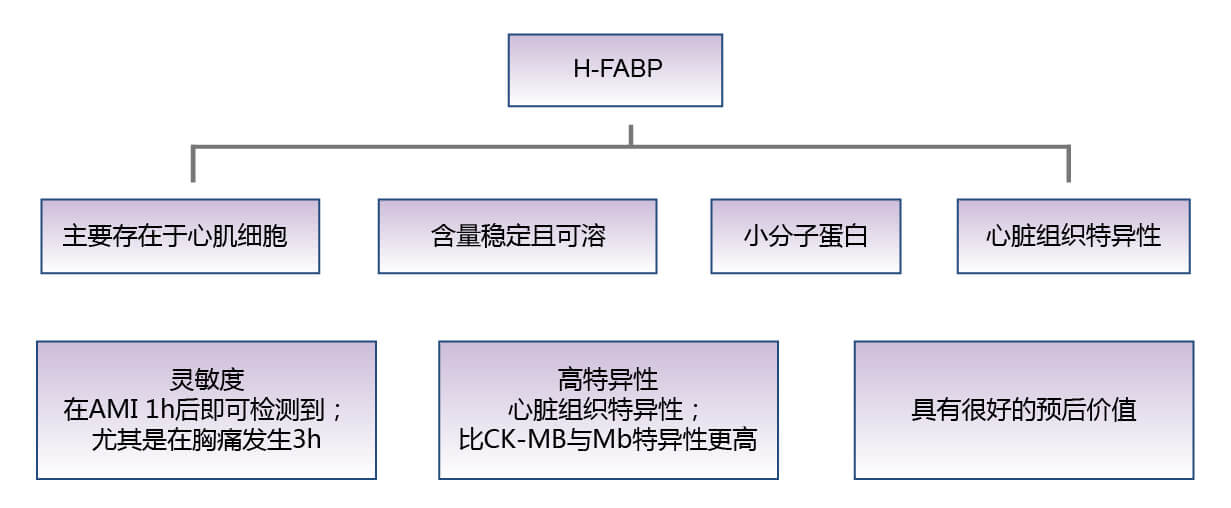 心臟型脂肪酸結合蛋白（H-FABP）的生物學(xué)功能