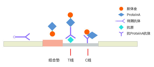 間接法膠體金檢測平臺