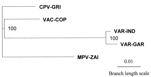 MPV、VAR、CPV、VAC末端可變基因組序列系統發(fā)育樹(shù)分析