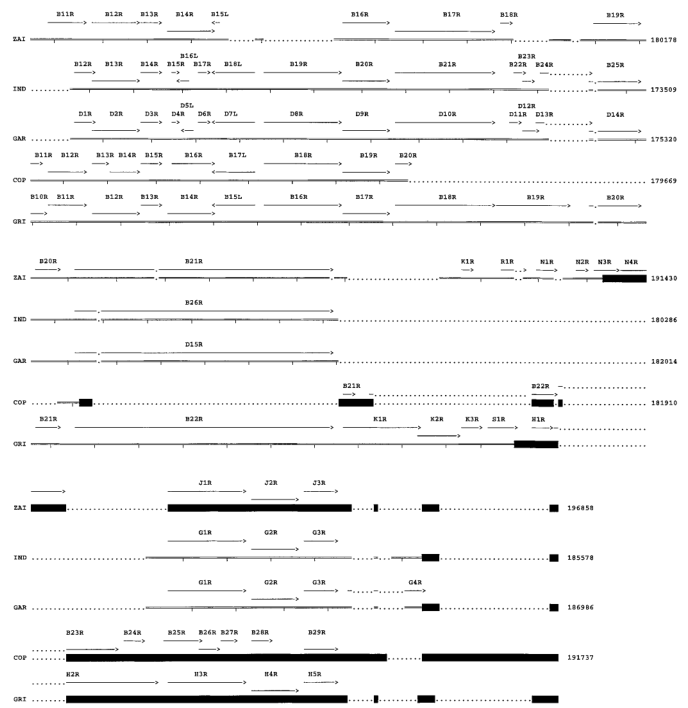 MPV左側(A)和右側(B)末端可變區內的ORF與其他正痘病毒相應基因組片段的比對