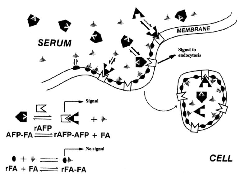 AFP配體飽和形式轉化為無(wú)配體形式示意圖