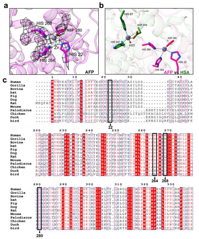 AFP金屬離子結合位點(diǎn)分析