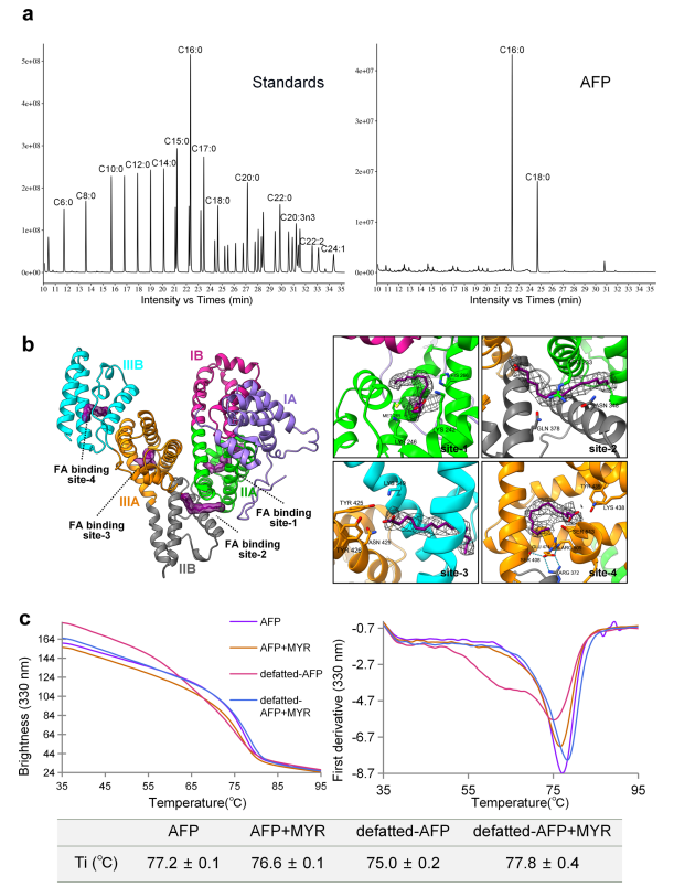AFP的脂肪酸結合位點(diǎn)